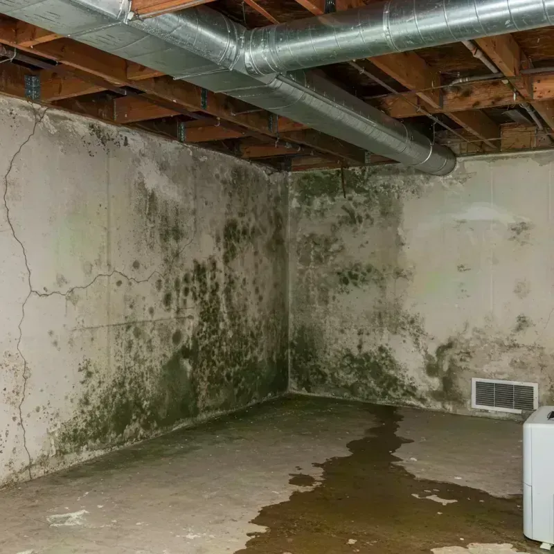 Professional Mold Removal in Massac, KY